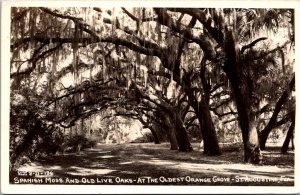 RPPC Spanish Moss and Live Oaks in Orange Grove St Augustine FL Vtg Postcard V62