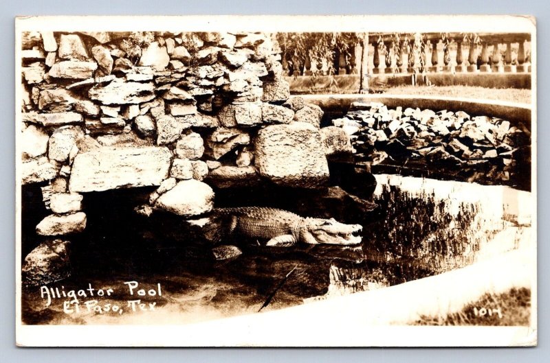 J95/ El Paso Texas RPPC Postcard c1910 Alligator Pool Pet Gardens 39