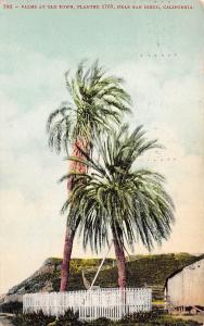San Diego California 1909 Postcard Palms At Old Town Planted 1769