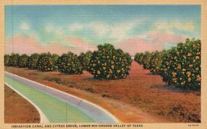 Vintage Postcard 1920s Irrigation Canal & Citrus Grove Lowe Rio Grande Valley TX 