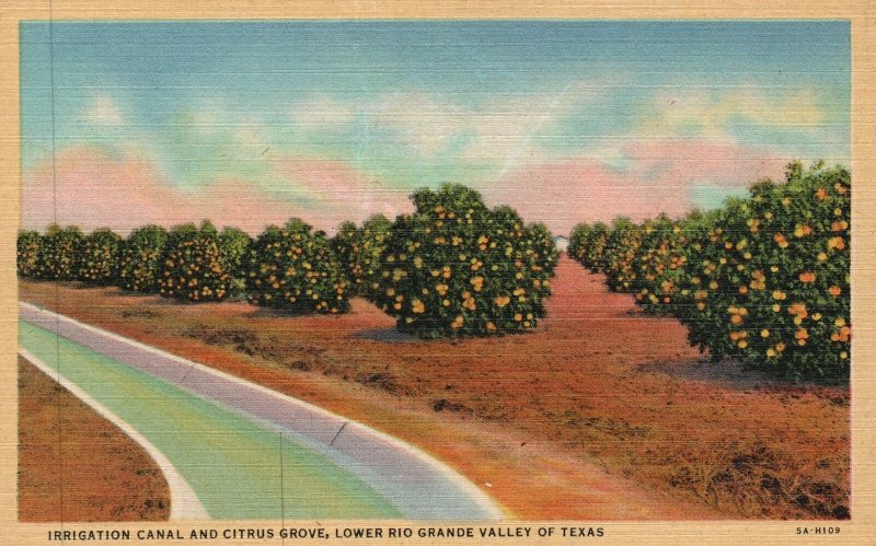 Vintage Postcard 1920s Irrigation Canal & Citrus Grove Lowe Rio Grande Valley TX 