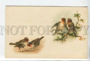 444103 KLEIN Bird Rosefinch SPRING Vintage postcard RUSSIA