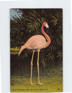 Postcard Coral Flamingo, Rare Bird Farm, Miami, Florida