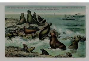 Seals/Sea Lions