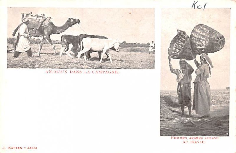 Animaux dans la Campagne Egypt, Egypte, Africa Unused 