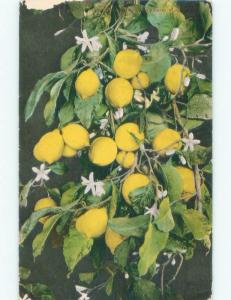 Divided-Back CLOSE-UP OF LEMON FRUIT ON TREE Postmarked Pasadena CA E9977