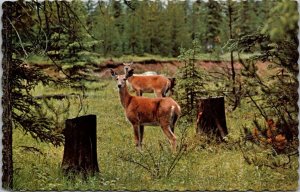 Canada British Columbia Deer