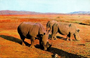 Rhinocerus Kyle Game Preserve