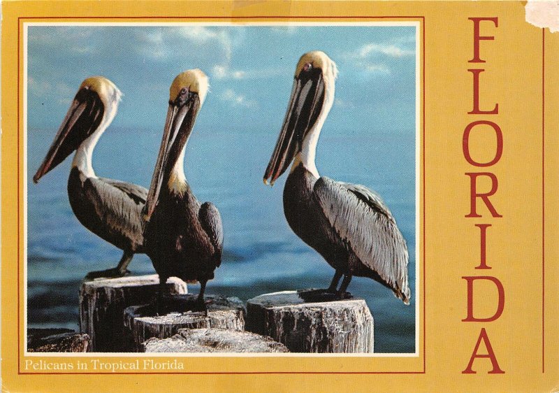 us71676 pelicans in tropical florida  usa