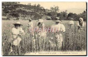 Old Postcard picking tuberous Cote d & # 39Azur