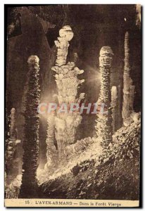 Postcard Old Caves L & # 39Aven Armand In the virgin forest