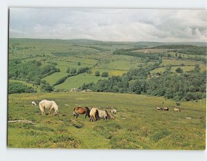 Postcard Ponies above Dartmeet, Dartmoor, England