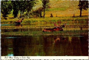 Canada Bull Moose Feeding At Lake's Edge