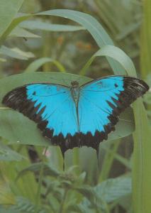 Blue Mountain Swallowdale Australian Butterfly Postcard