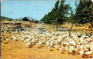 Flock of Broad-Breasted White Turkeys, Corona CA Vintage Postcard J72