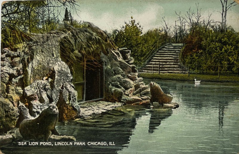 Sea Lion Pond, Lincoln Park, Chicago, Illinois Postcard SH Knox Co. 1908