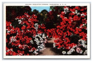 Azaleas in Middleton Gardens Charleston  SC V-Mail Linen Postcard R28