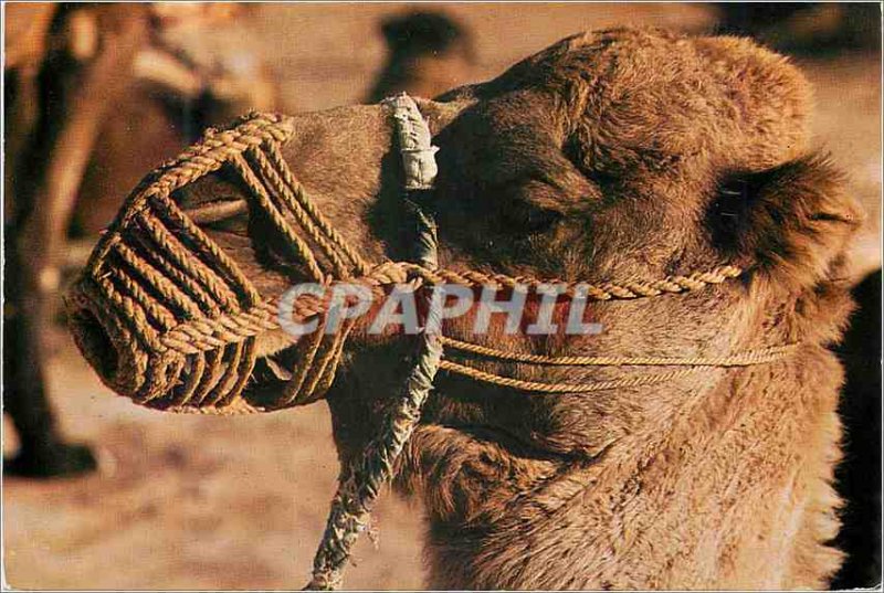 Postcard A Modern Tunisian Camel