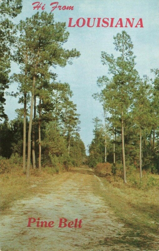 Postcard Pine Belt Trees Louisiana