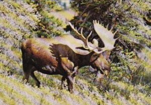 Mighty Bull Moose In Canada