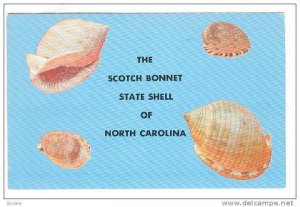 The Scotch Bonnet, State Shell Of North Carolina, 1940-1960s