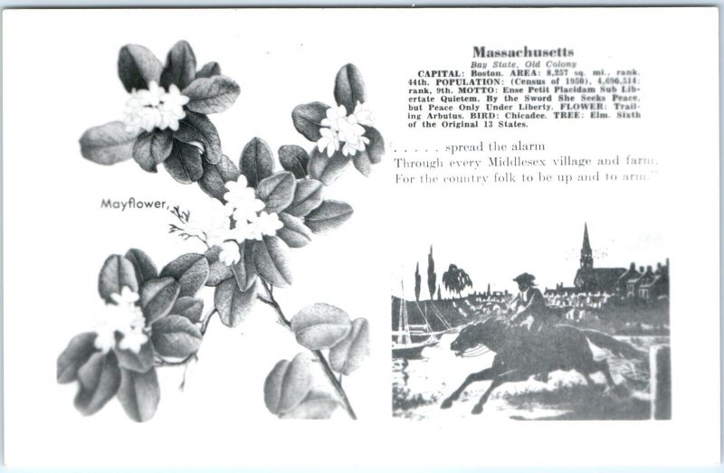 c1950s Massachusetts Info RPPC Mayflower State Flower Motto Bird Tree Data A113