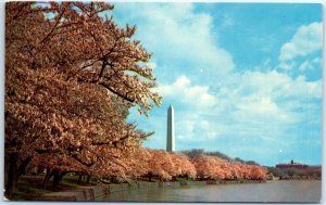 Postcard - Washington Monument, Cherry Blossom Time - Washington, D. C.