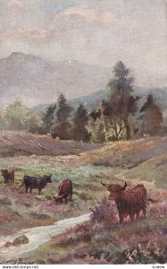 Cattle In The Highlands, Among The Gorse And Heather, 1900-1910s; TUCK 9007