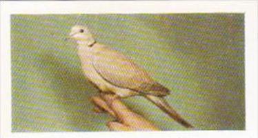 Hornimans Tea Trade Card Pets No 24 Barbary Dove