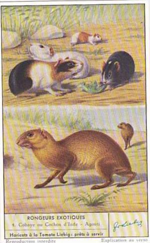 Liebig Trade Card S1600 Unusual Rodents No 4 Cobaye ou Cochon d'Inde & Agouti