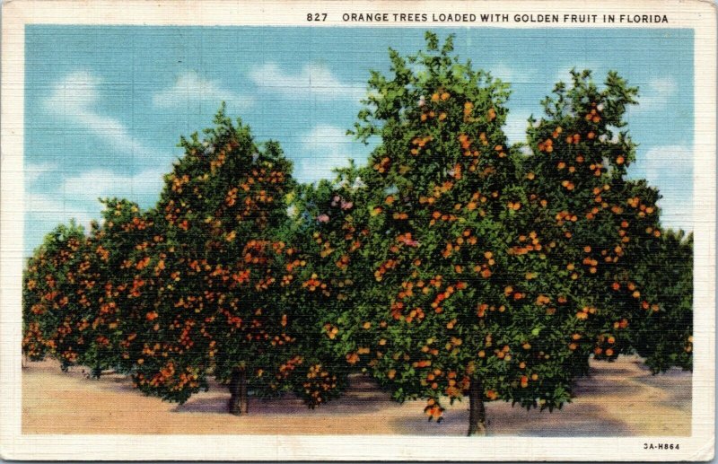 postcard Florida Oranges - Orange Trees