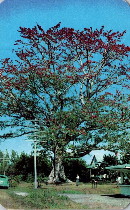 Florida Clearwater Famous Kapok Tree On Haines Road 1951