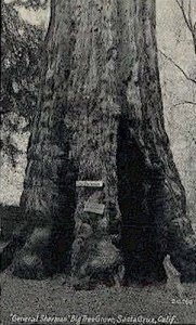 General Sherman, Big Tree Grove - Santa Cruz, CA