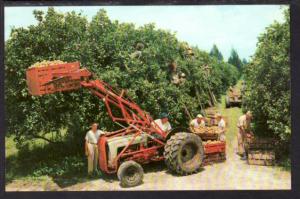 Citrus Harvest in FL Postcard 4243