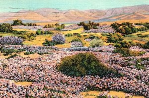 1933 LOS ANGELES CALIFORNIA WILD FLOWERS ON DESERT IN WINTER LINEN POSTCARD P40