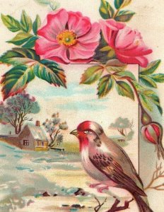 1880's Sioux City Cracker & Candy Co. Colorful Wild Bird Pink Flowers 7K