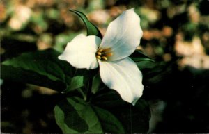 Canada Ontario Trillium Ontario's Provincial Flower