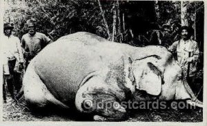 Elephant Tusk Writing On Back writing on back side