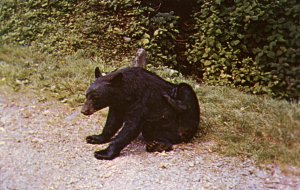 Black Bear 