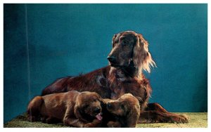 Dog  , Irish Setter