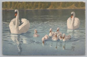 Animal~Geese And Ducks On The Lake~PM 1955~Vintage Postcard 