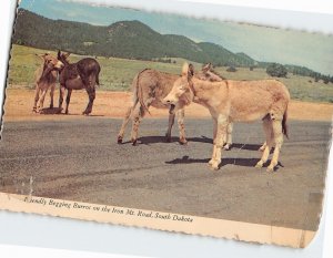 Postcard Friendly Begging Burros on the Iron Mt. Road, South Dakota