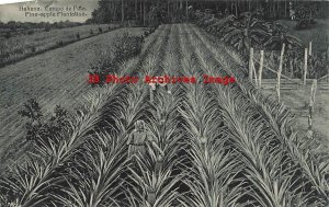 Cuba, Habana, Havana, Pineapple Plantation, 1926 PM