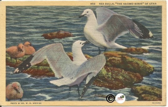 Sea Gulls, The Sacred Birds of Utah Vintage Linen Postcard Vintage Postcard