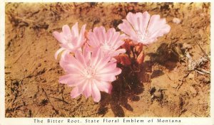 Postcard Montana Bitter Root State Floral Emblem booster 23-3736