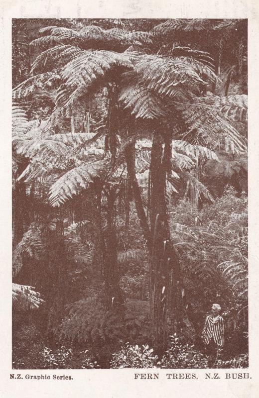 Fern Trees Man As Dwarf New Zealand Antique Postcard