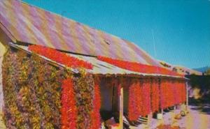 Chili Drying In The Southwest 1960