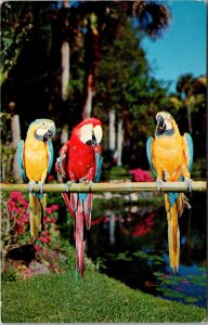 Macaws at McKee Jungle Gardens, Vero Beach FL Vintage Postcard S50