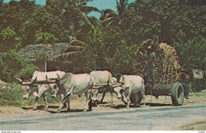 HAITI, 1950-60s; Oxcart