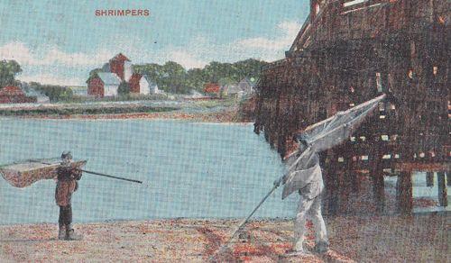 Shrimp Shrimpers Fishing Antique 1907 Postcard
